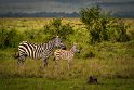 091 Masai Mara, zebra